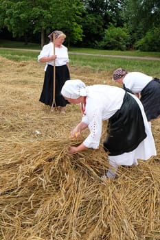 Peasant women harvesting wheat with scythe in wheat fields in Trnovec, Croatia