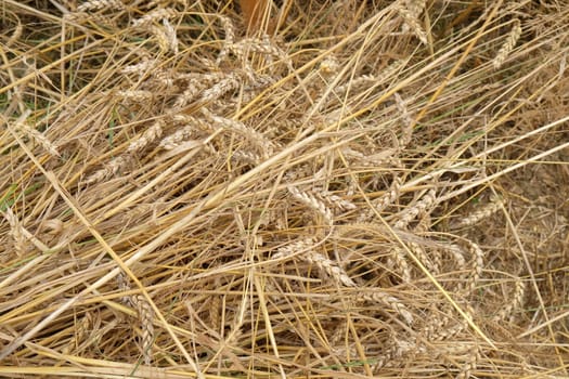 Field of wheat