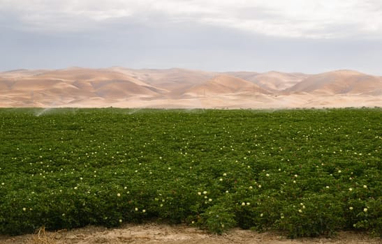 A beautiful farm field receives irrigation keeping it green