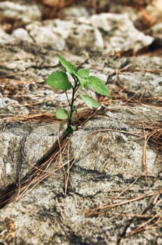 young green sprout sprouting in stone