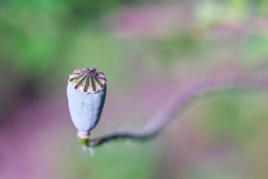 Seed capsule of a poppy flower on a field