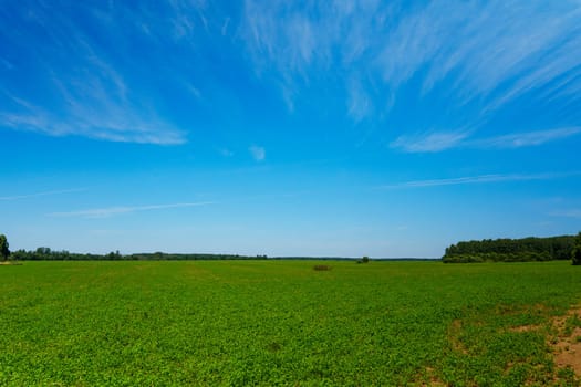 Expansive green field stretching to the horizon under a bright blue sky with wispy clouds. Peaceful rural landscape with lush vegetation and distant trees
