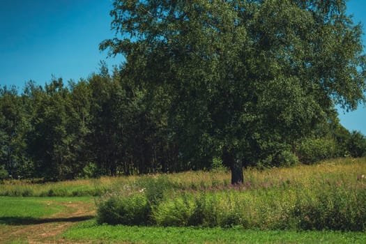 A solitary tree stands in a lush green meadow with tall grass, surrounded by a dense forest under a clear blue sky on a sunny summer day. Peaceful rural nature scene