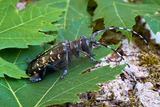 Asian longhorn beetle (Anoplophora glabripennis) with rare yellowing of the points in the quarantine area in Magdeburg in Germany