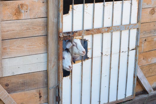 Homemade shed for keeping goats, two muzzles sticking out of a hole in the door