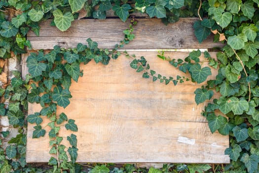 Beautiful wooden old board in ivy thickets