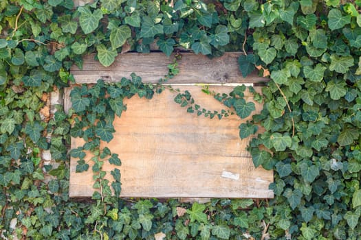 Wooden old board in a ivy thickets