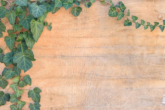 Ivy leaves and branches on old plywood