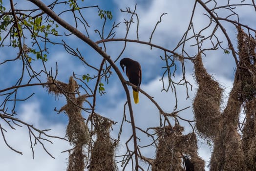 Montezuma oropendola bird (Psarocolius montezuma) with nests in Costa Rica.