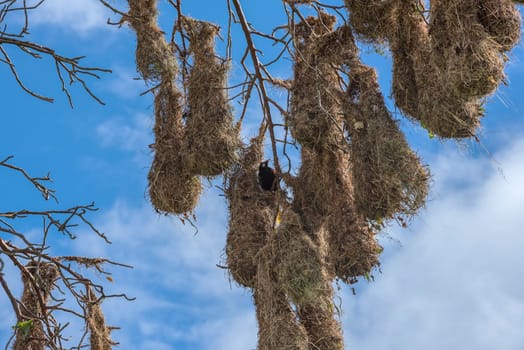 Montezuma oropendola bird (Psarocolius montezuma) with nests in Costa Rica.