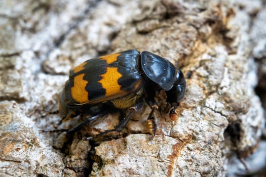 Close-up of a gravedigger beetle (Nicrophorus investigator) on a tree trunk