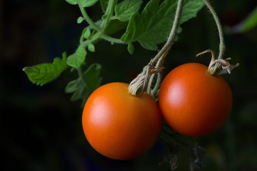 3 - Two plum tomatoes stand out bright red against the dark background. Natural environment as they grown in a garden, hanging from a tomato plant.