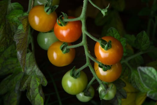 2 - Ripening cherry plum tomatoes growing naturally on a tomato plant. Various vibrant colors as the tomatoes ripen. Food background