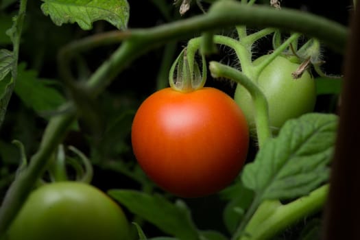 4 - Telephoto perspective of a single ripe red tomato. Hangs amongst dense foliage and green leaves of a natural tomato plant. Color pop.