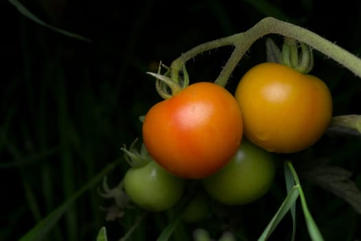 1 - Four juicy home grown garden tomatoes grow in front of a dark background. Each one is at a different stage of ripening.