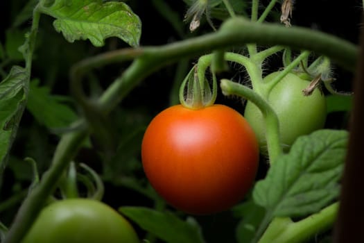 5 - Telephoto perspective of a single ripe red tomato. Hangs amongst dense foliage and green leaves of a natural tomato plant. Color pop, copy space
