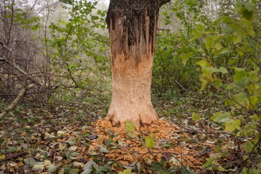A close- up shot of the bark of a large tree trunk, gnawed by beavers in the forest. There are chips and sawdust around the tree . Beavers build a dam near the river.