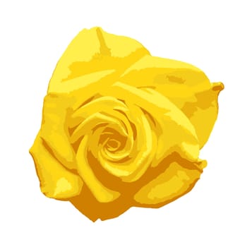 Yellow rose isolated on a white background. A rose is a woody perennial flowering plant of the genus Rosa, in the family Rosaceae, or the flower it bears