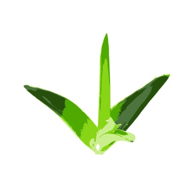 Aloe vera plant isolated on white background. Aloe vera is a succulent plant species of the genus Aloe. It is cultivated for agricultural and medicinal uses