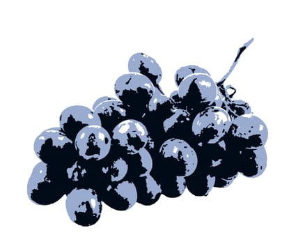 Black grapes isolated on a white background. A grape is a fruit, botanically a berry, of the deciduous woody vines of the flowering plant genus Vitis