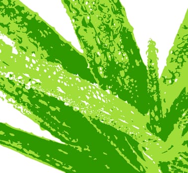 Aloe vera plant isolated on white background. Aloe vera is a succulent plant species of the genus Aloe. It is cultivated for agricultural and medicinal uses