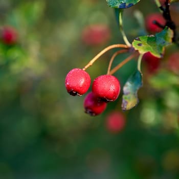Fruits of a hawthorn (Crataegus monogyna) with dew drops in autumn in a park