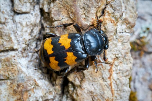 Close-up of a gravedigger beetle (Nicrophorus investigator) on a tree trunk