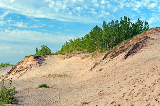 Young Forest Taking Hold on a Sandy Shore in Sleeping Bear Dunes National Lakeshore in Michigan