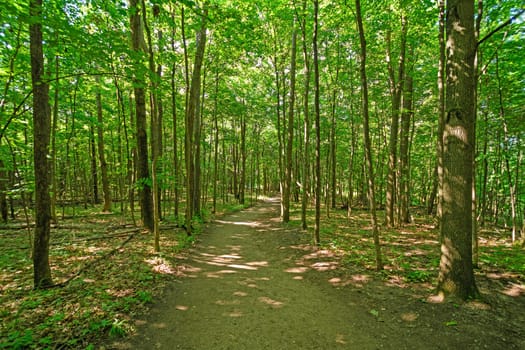 Summer Shade and Sun on a Forest Path in Sleeping Bear Dunes National Laekshore in Michigan