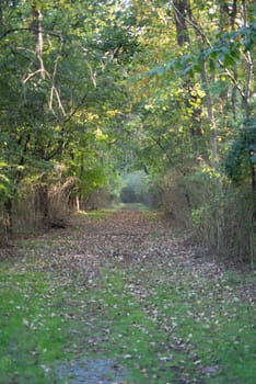 Serene, calming meditative vertical image of green forest path with gentle dappled light and copy space. Selective focus draws the eye toward destination.