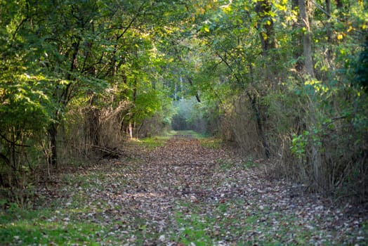Serene, calming meditative scene of green forest path with gebtle dappled light and copy space. Selective focus draws the eye toward destination.