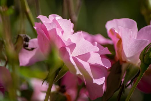 Soft pink petals show lines and veins in abstract full frame image in natural light, selective focus and copy space.