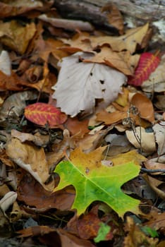 Close up of the forest floor, full of autumn colors and textures. Selective focus on foreground, with copy space. Earthy nature background.