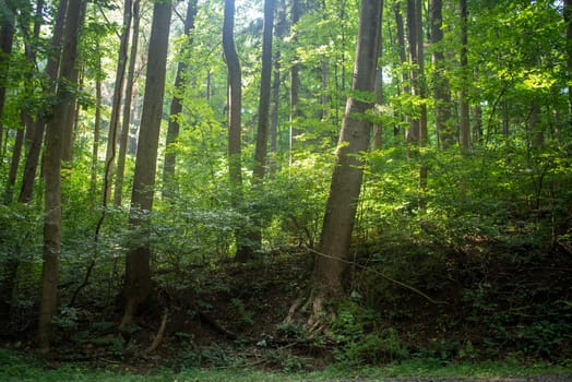 Beautiful tree with deep bark and gnarled roots on a woodland hill. Peaceful golden hour sunbeams and green foliage.