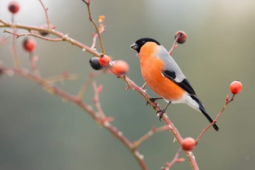 Male eurasian bullfinch, pyrrhula pyrrhula, sitting on rosehip in autumn. Colorful bird looking on twig with thorns in fall. Small animal with orange feathers watching on tiny bough with red fruit.