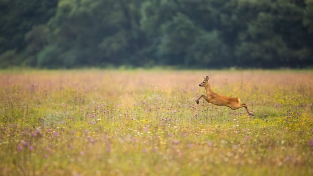 Roe deer, capreolus capreolus, jumping on flower meadow in autumn nature. Wild roebuck running on field in fall. Brown male mammal in motion in wildflowers with copy space.