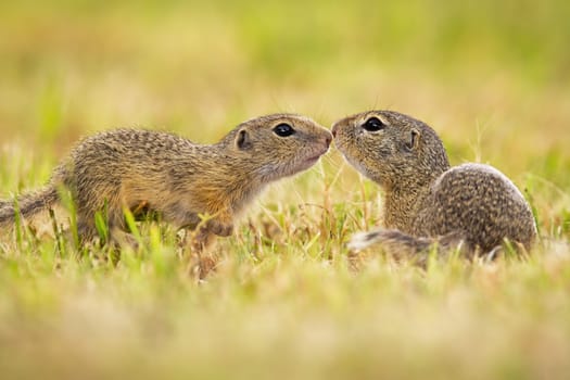 Two european ground squirrel, spermophilus citellus, touching on meadow in summer. Pair of sousliks kissing on grassland. Little wild mammals in love sniffing on field.