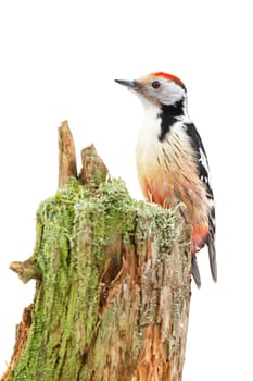 Middle spotted woodpecker, dendrocoptes medius, sitting on stump isolated on white background. Bird with red head observing on tree cut out on blank.