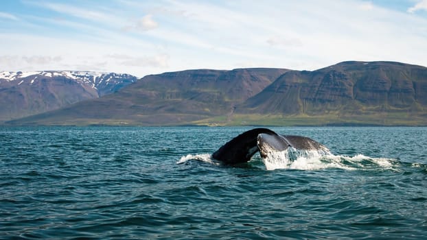 Humpback whale, megaptera novaeangliae, breaching from water in Icelandic nature. Wild huge mammal's tail fin peeking out of the blue sea with hills in the background. Giant dark animal swimming in the ocean.