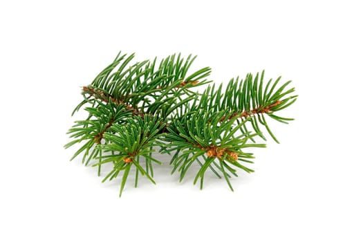 Fir Twig Isolated, close up of christmas decoration on white background