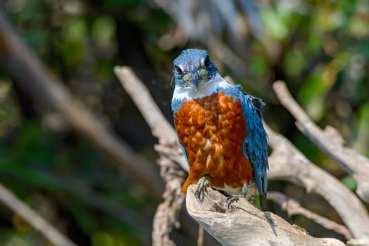 Amazon fisherman (Chloroceryle amazona),Pantanal,Mato Grosso,Brazil