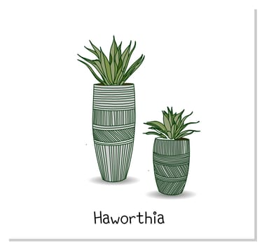 Haworthia. Succulent. Indoor potted plant isolated on white background. Home flowers clipart