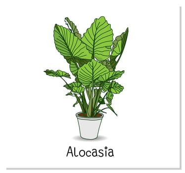 Alocasia. Indoor potted plant isolated on white background. Home flowers clipart