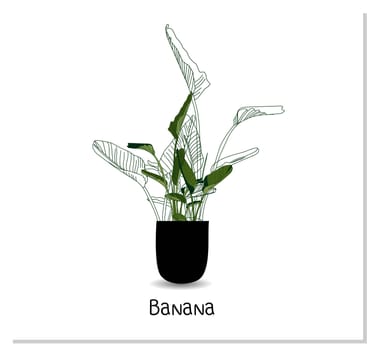 Strelitzia. Indoor banana. Indoor potted plant isolated on white background. Home flowers clipart