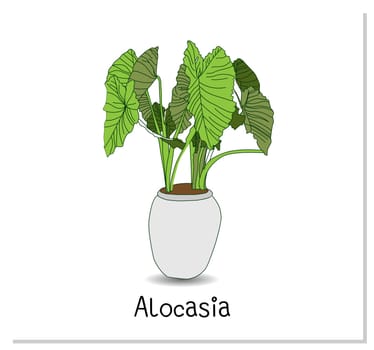 Alocasia. Indoor potted plant isolated on white background. Home flowers clipart