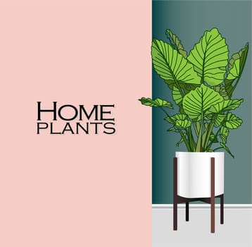 Modern trendy plants in the interior. The concept of gardening and plant cultivation.