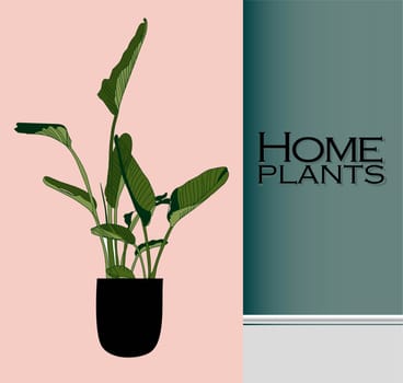 Vector Houseplants in a container for indoor use as a house plant in pots. Home gardening concept. Modern flat vector illustration.