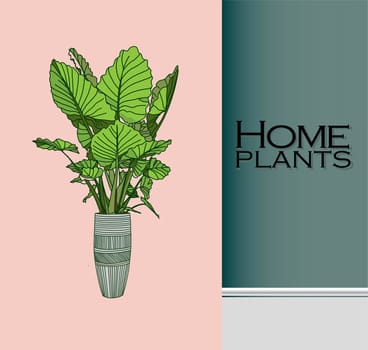 Modern trendy plants in the interior. The concept of gardening and plant cultivation.