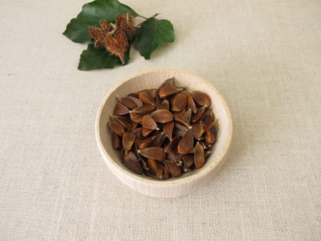 Beechnuts from the European beech in a wooden bowl