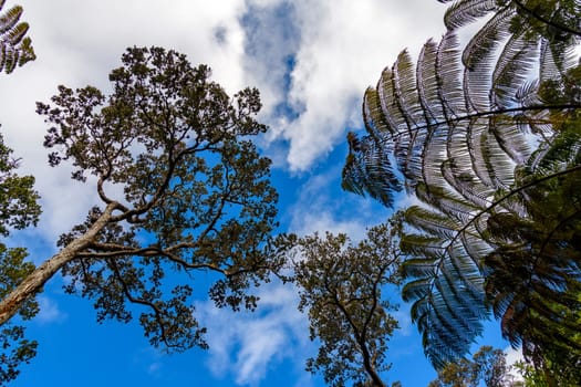 Forest of tree ferns,Hawai'i Volcanoes National Park,Big Island,Hawaii